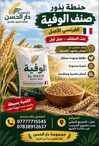 حنطة بذور • صنف الوفية • فرنسي الأصل
