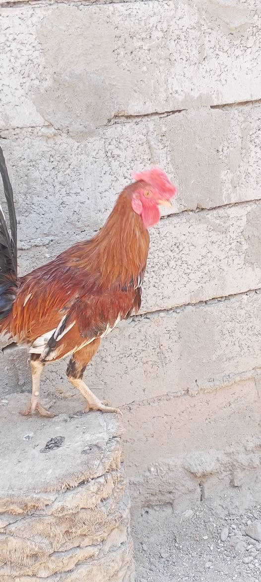 متاح ديج صاحي سعر 5
الي اريده يتصل ***********

