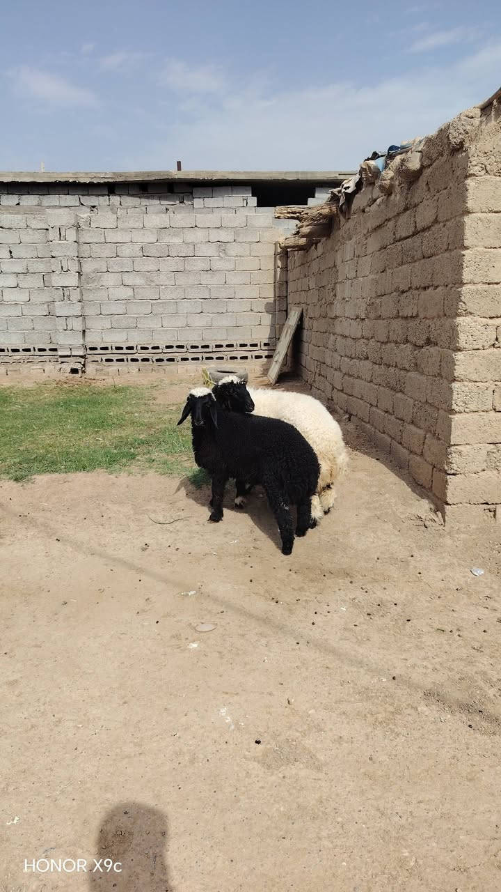 هونر X9c • هاتف • للبيع