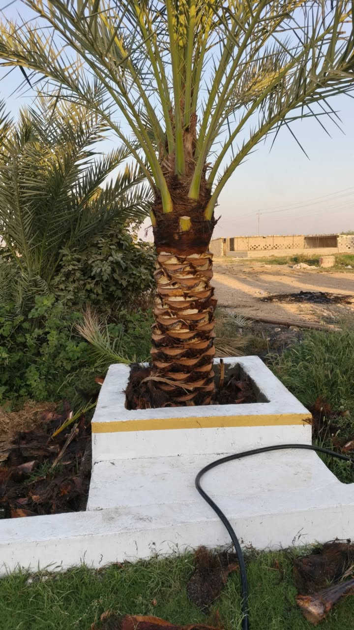 🌲🌿   كادر 🌴🌴

تكريب وتنظيف نخيل.

قلع فسائل بطريقة متقنه ومهنيه.

زراعة فسائل.

للتواصل:***********

#زراعة #نخيل #كركوك
