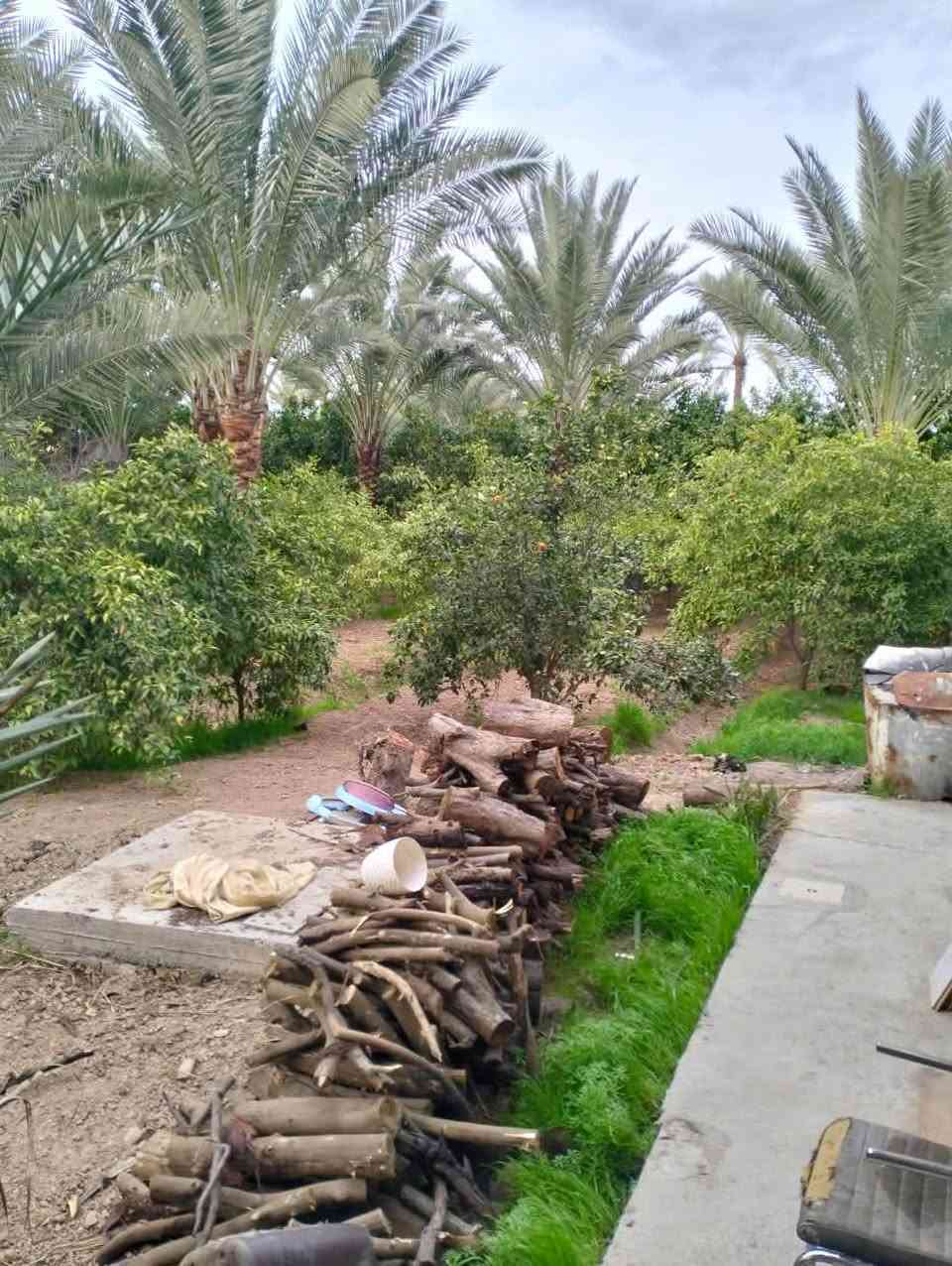 دونم • حمضيات ونخيل • الشيخ حمد