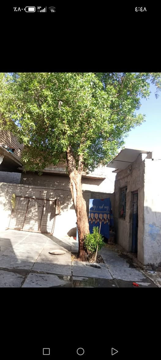 سلام عليكم هاي شجره ليريدهه خلي يكصهه وياخذهه مكان لبتار ***********
