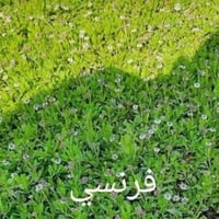ثيل طبيعي • تركيب سليم • كميات كبيرة