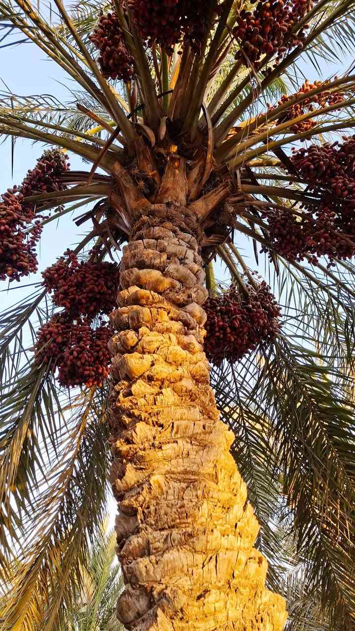 بستان مع دار للبيع بسعر مناسب – فرصة مميزة جداً 🔥🌴
📜 سند 25 – تحويل مباشر باسم المشتري
📐 المساحة: 3.5 دونم
📏 الأبعاد: ▪️ الواجهة: 60 متر على شارع رئيسي ▪️ النزال: 145 متر
📍 الموقع: قضاء بلد – الحضيرة الغربية / شارع المحطة 📌 نهاية الحضيرة الغربية باتجاه المحطة، داخل فرع، وقريب جداً من الشارع العام، يبعد حوالي 150 متر عن الشارع العام مقابل المحيشات.
🌳 البستان مرتب ومزروع بمختلف أنواع الأشجار: 🌴 نخيل 🍊 حمضيات 🍎 رمان 🍏 تفاح 🍐 عرموط 🍑 گوجة 🌿 تين 🍑 آلو
🏡 يوجد داخل البستان بيت طابقين مبني بالطابوق، يحتوي على: ▪️ 6 غرف نوم ▪️ مطبخ ▪️ حمامين ▪️ هول ▪️ استقبال
✅ الخدمات المتوفرة: ⚡ كهرباء 💧 ماء إسالة 🌐 إنترنت ضوئي
💰 السعر مناسب جداً
🌟 بستان متكامل وموقع مميز، مناسب للسكن والاستثمار أو إنشاء منتجع ومشروع سياحي.
📞 للاستفسار أكثر الاتصال: ***********
📍 أو زيارة مكتبنا: قضاء بلد / الجمعية الثانية / على الشارع الرئيسي مقابل روضة دار الأمان الأهلية مجاور كرزات الشيخ
✨ فرص مميزة للبيع والشراء ✨
متوفر لدينا: 🏡 القطع السكنية 🏠 البيوت 🌳 المزارع والبساتين 🏕️ المنتجعات 🏢 العقارات الاستثمارية 📜 الطابو الصرف 🌾 الأراضي الزراعية 🏗️ المقاولات
🤝 المصداقية والثقة أساس تعاملنا
#الرائد_للعقارات_والاستثمار 
جعفر رائد الربيعي

