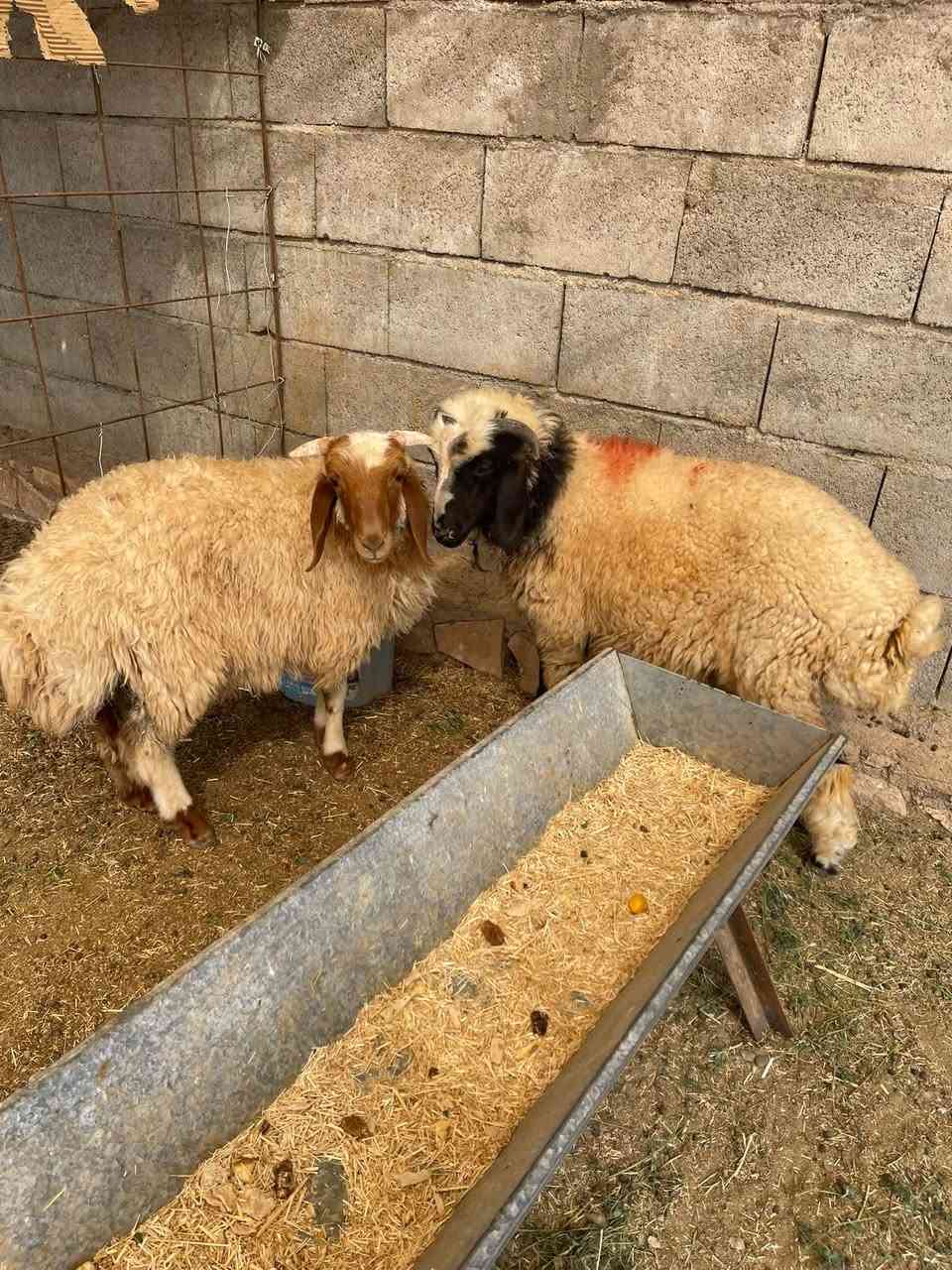 زوج طليان • قريه جريجب • خشنات