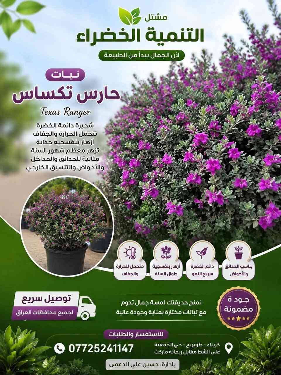 حارس تكساس • دائم الخضرة • متحمل الجفاف