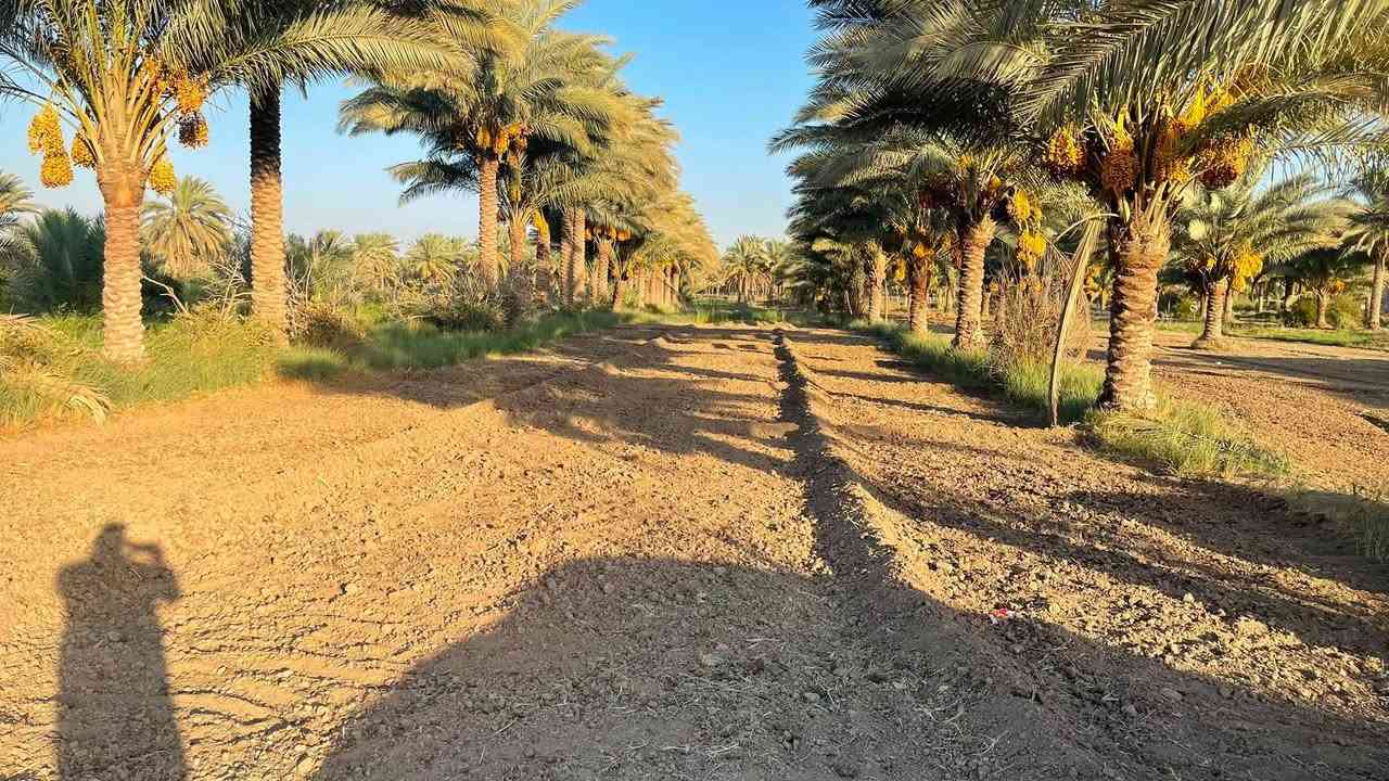 البيع نص دونم طابو سند 25 واجهه 20متر في كربلاء منطقة الزبيلية شارع ام البنين /*********** /***********
