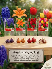 بصلات ورد • إنبات قوي • توصيل سريع