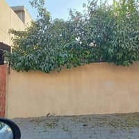 كركوك حي الاسرى • طابو • ٢٠٠م