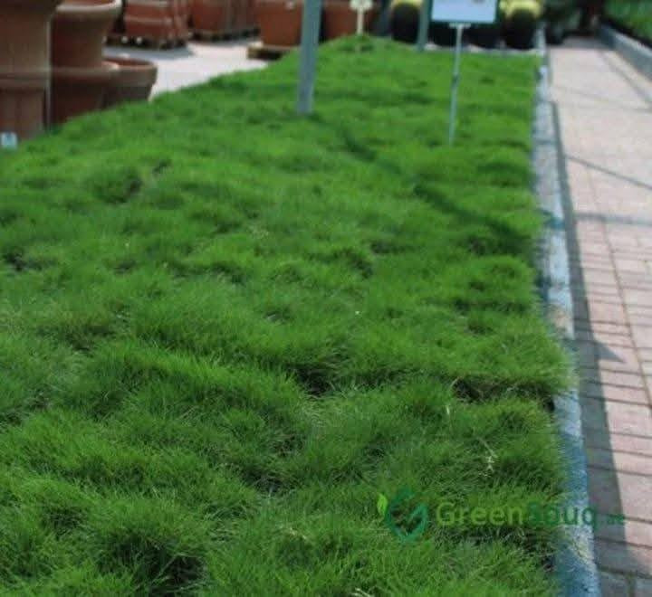شركة ديالى للثيل الطبيعي 🌿
✨ نقدم لكم أفضل أنواع الثيل الطبيعي عالي الجودة ✨
✔️ يتحمّل جميع الظروف البيئية 🌦️🌞
✔️ دائم الخضرة وجذاب المنظر 🌳
✔️ بأسعار تنافسية وعروض مميزة 💸❤️
🚛 توصيل مجاني خلال 24 ساعة
👷‍♂️ ضمان جودة في العمل والتجهيز
نُقدّم خدماتنا في:
🏡 فرش وتجهيز الحدائق
🏢 دوائر الدولة
🏠 المنازل
🏟️ الملاعب والمنتزهات
💰 الأسعار تختلف حسب الكمية
📞 للاستفسار والتواصل:
📱 ***********
📱 ***********
أو راسلونا عبر صفحة الفيسبوك أو الواتساب مباشرة.

نص مكتوب في الصور:
- لاسباني
- Greenbough.ie