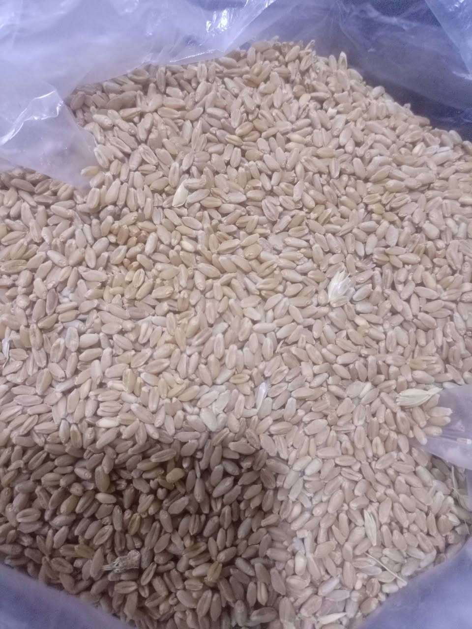 حنطة • سعر مناسب • جواسوك