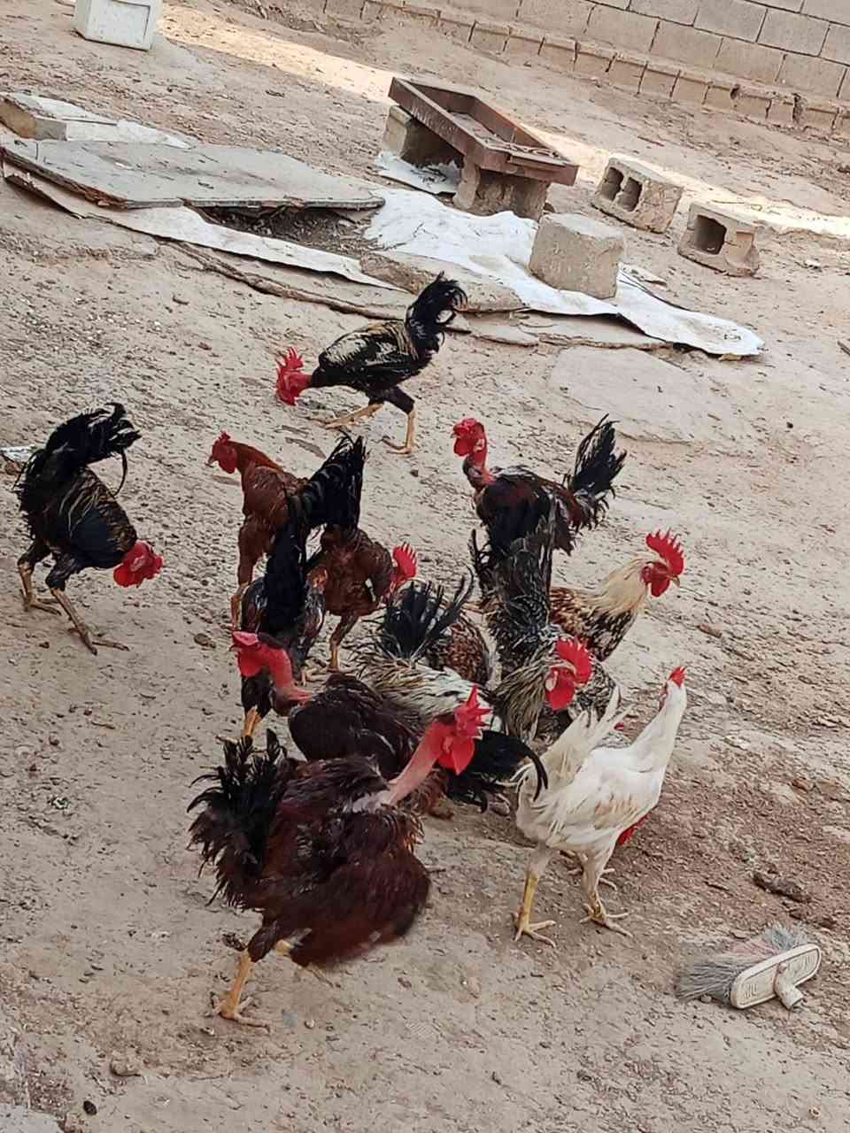ديوكه • مودلي • صلاح الدين قضاء الدور