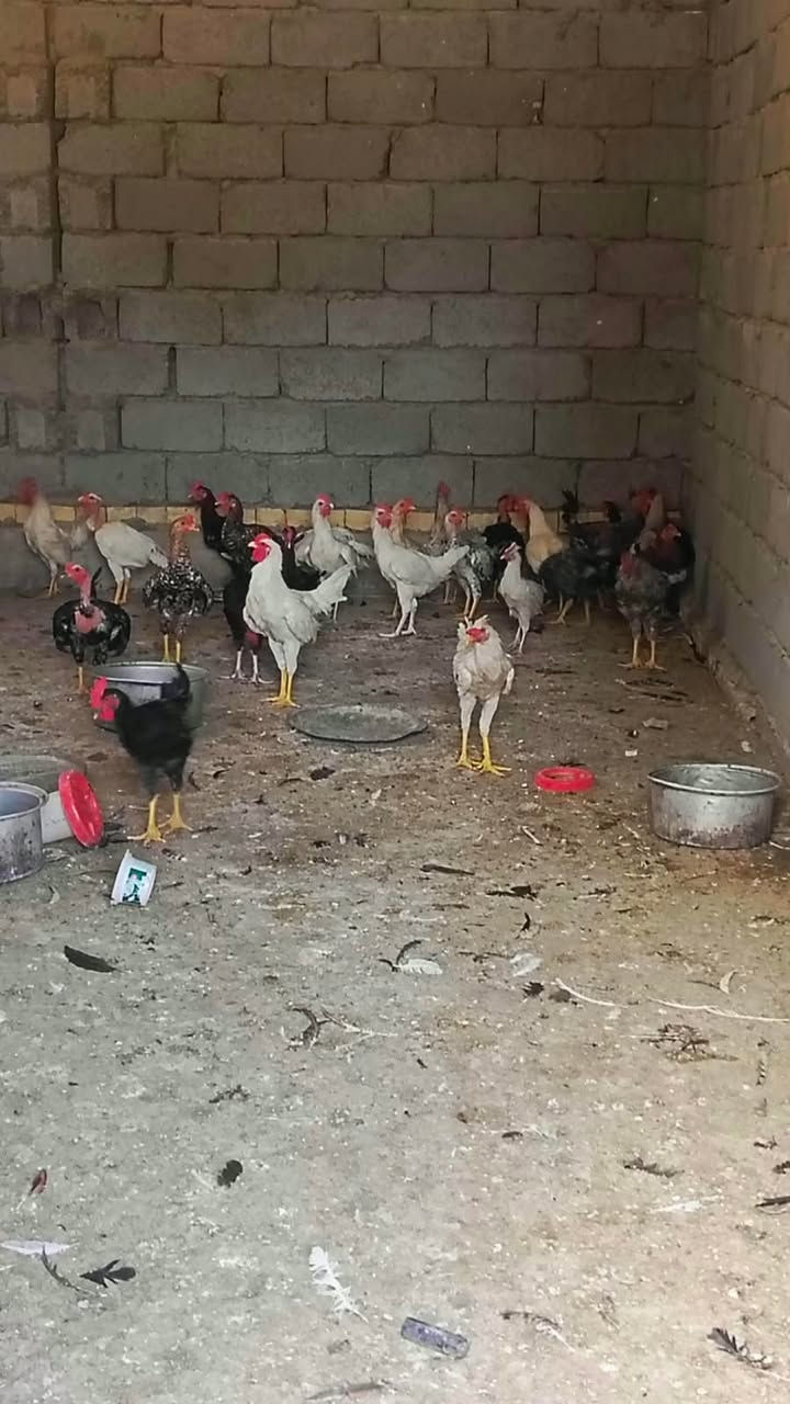 ديوكه • ٣٠ تك • تفاصيل بالتعليقات