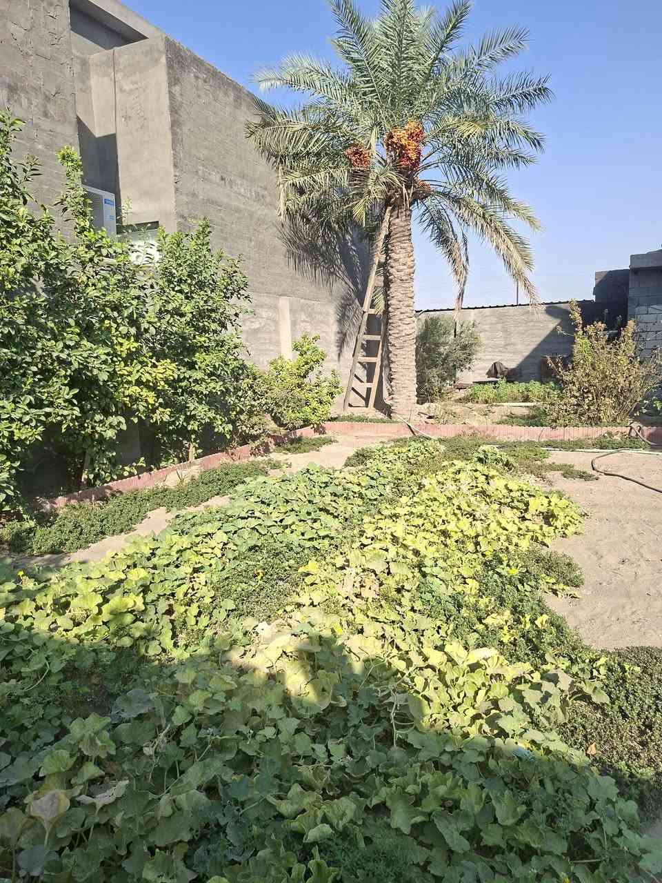 ارض طابو زراعي ٢٥ المساحة ١٢٥ متر
الواجه ٦ ونص والطول ٢٠ متر 
الشارع ١٠ 
الموقع الجغيفي الثانية حي الفاروق خلف سياج المقبرة الأسلامية قرب جامع بر الوالدين 
السعر ٢٢ مليون بي مجال قليل
لتواصل خاص او الاتصال على الرقم 
***********
