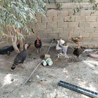 وبركاته  اخوان 4 فسيفسات نثايا وفحل شرط بياضات  للبيع مكانهم القائم حص...