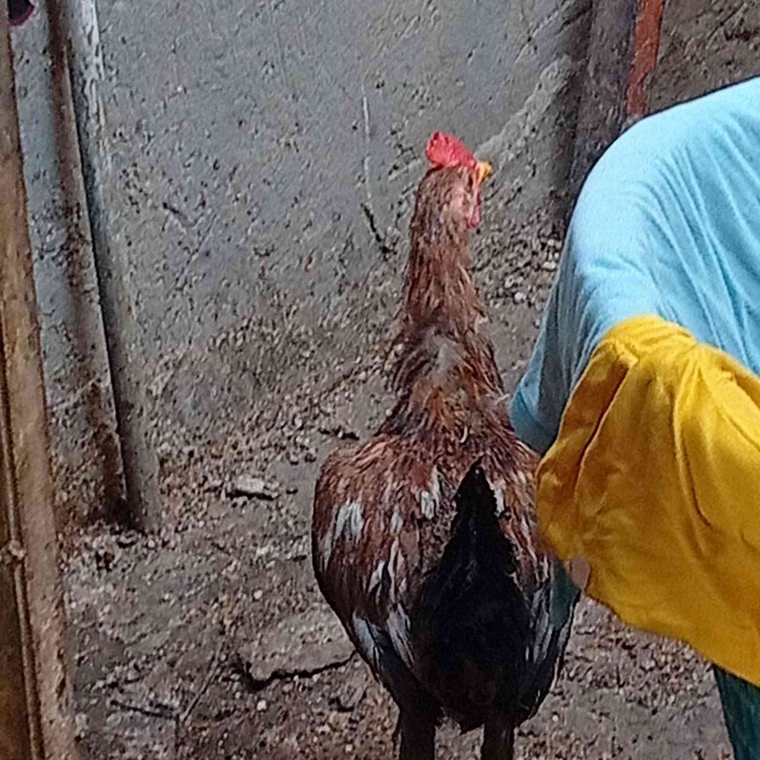 ‏‪***********‬‏
ديوجه ودجاج للبيع المكان بغداد الشعب
 راسل الرقم على الواتساب
