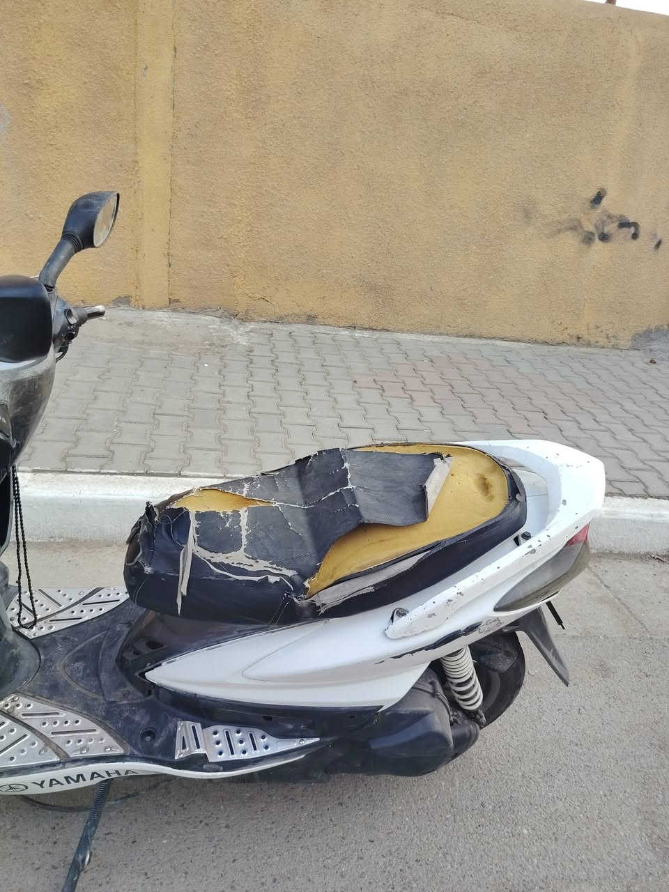 سكنس فحل • ياباني • معدل تخبل
