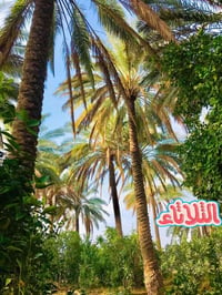 ٢٦٠م • طابو زراعي • طريق طوريج