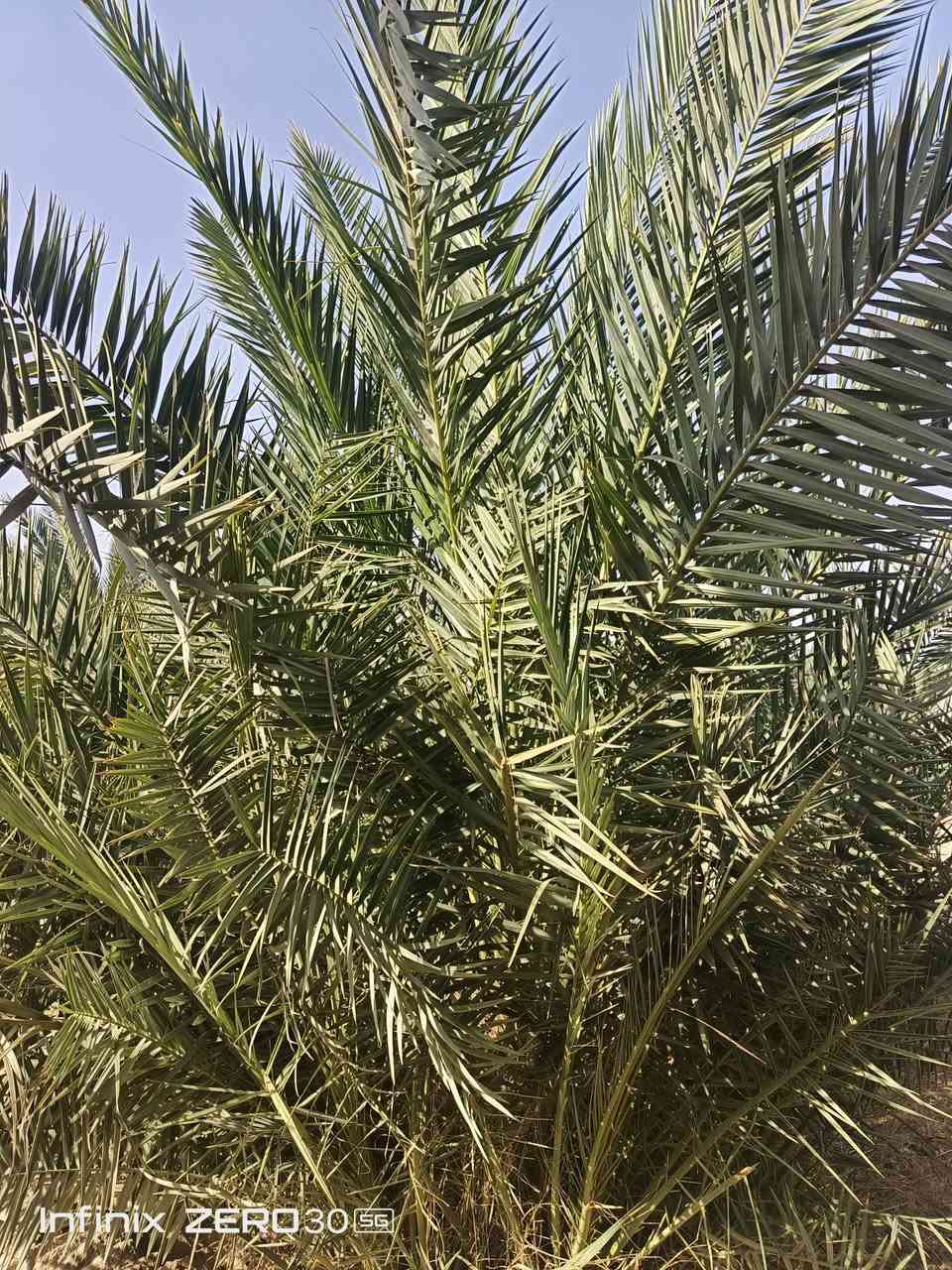 فسائل نخل • شويثي • ٤٠-٥٠