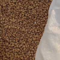 حنطه • دجله خير • كركوك