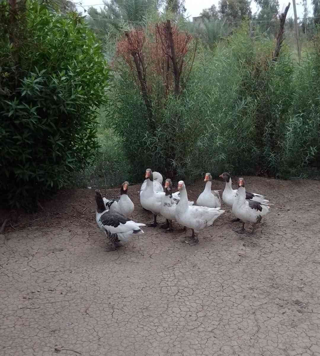 بط • ٩ قطع • البياع سويب