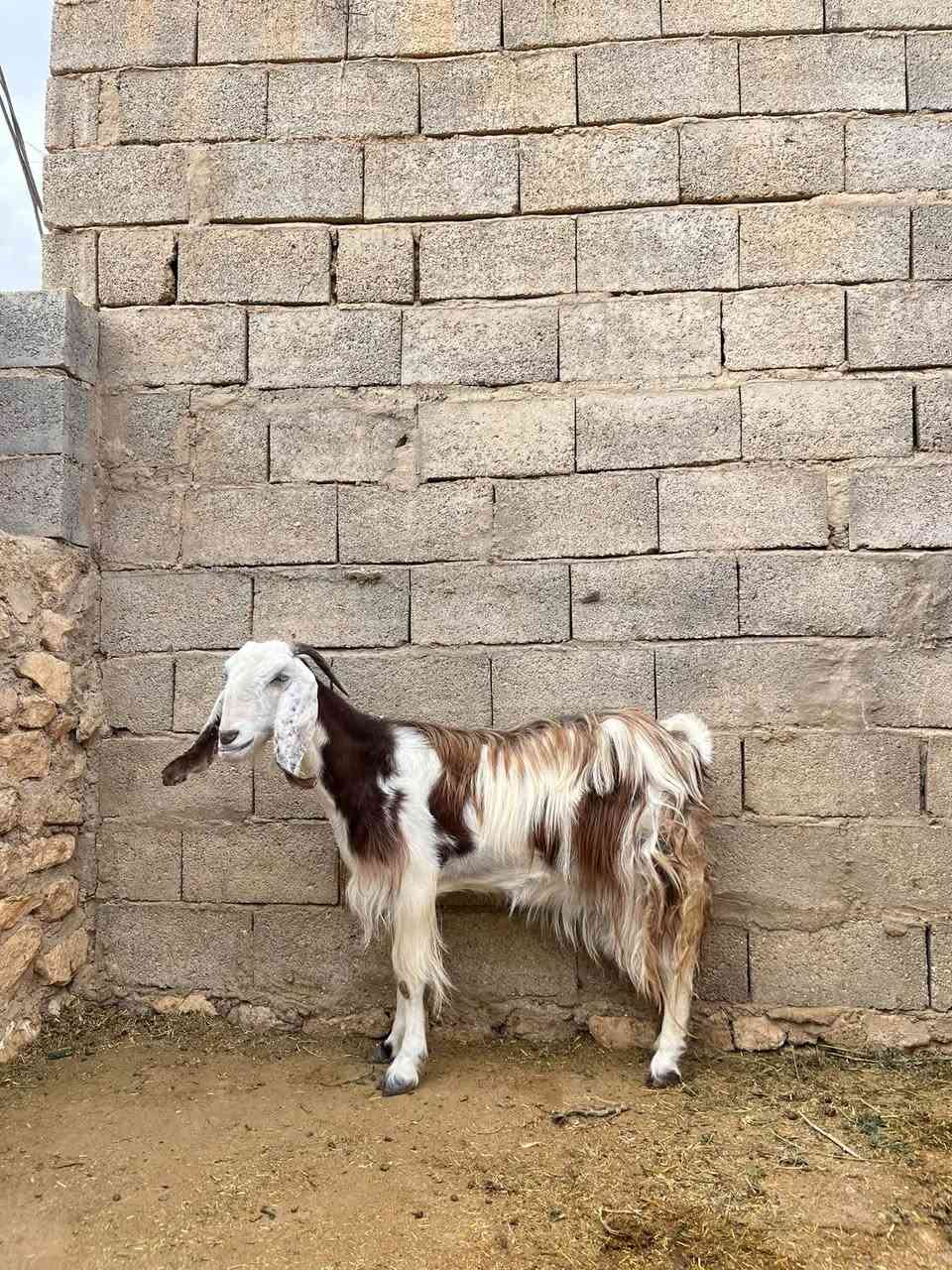 عنز شامية • حليب فول • حي العسكري