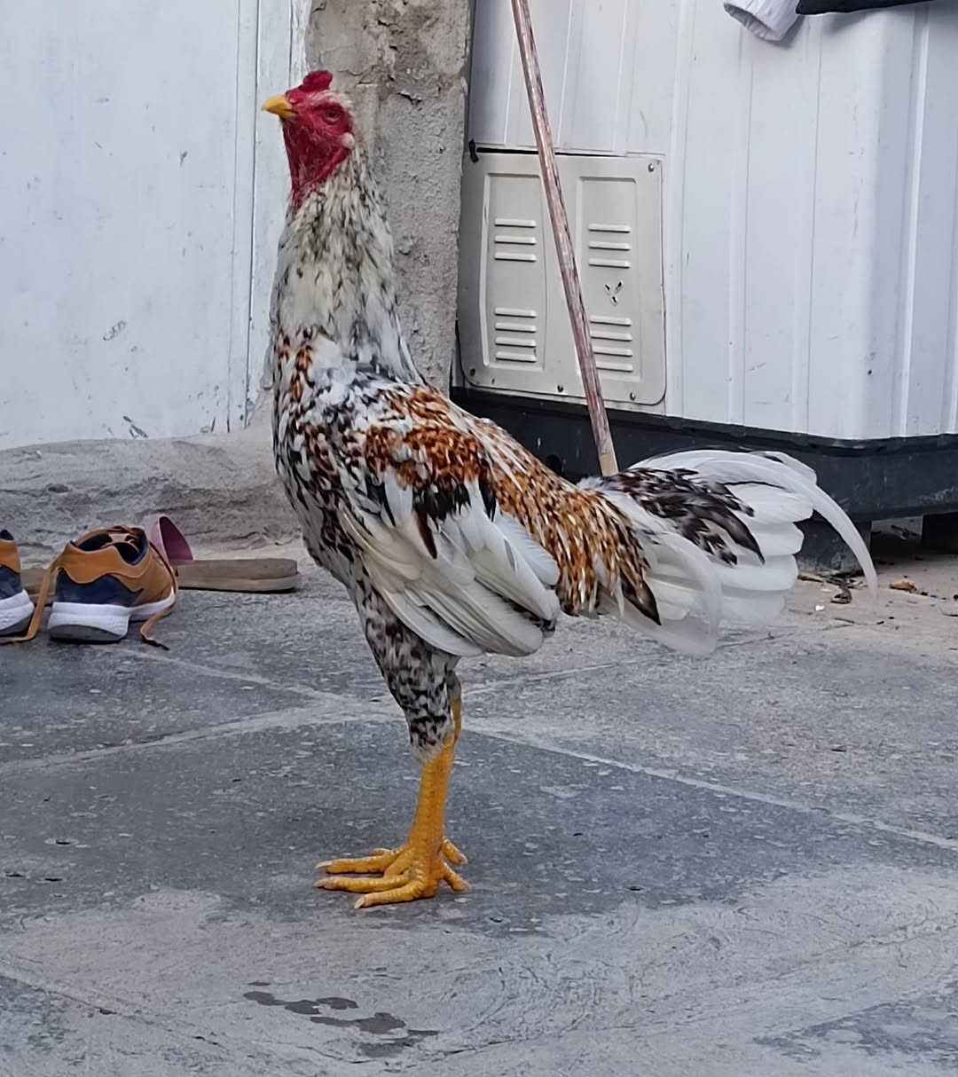 ديج هراتي • ابيض • بلايموند
