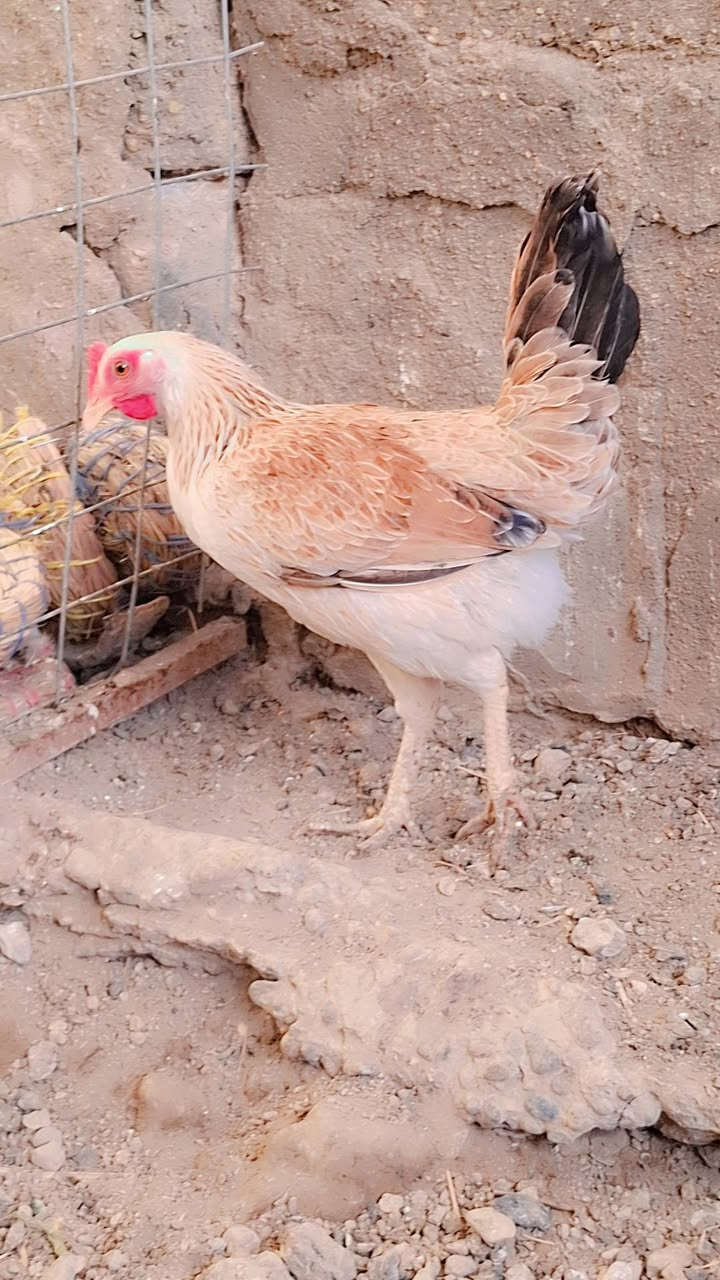 متاح دجاجات عدد٩ + ديج واحد
دندراوي خط اول 

 صحه خير من الله دم نقي 

كلهن يبيضن الماتبيضن ترجع 

مكاني بابل المسيب 

***********
