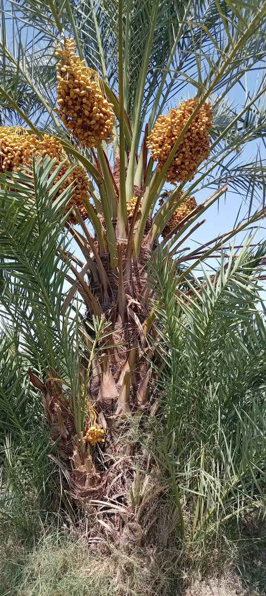 السلام عليكم ورحمة الله
يتوفر لدينا فسائل نخل خستاوي و العامل يشلع الفسائل و يشتلهن موجود
النساف / البوعيسى / قرب مدرسة المحجة البيضاء
للتواصل ***********
