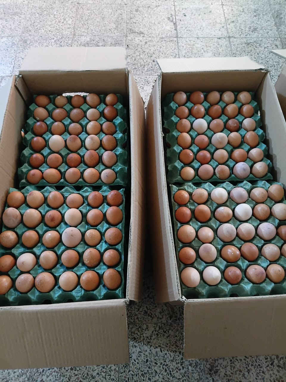 السلام عليكم يوجد بيض احمر بيضايه متوسطه حجمهه. سعر الطبقه 5000 الف سعر الكارتون 55000 الف توصيل مجاني رقم الهاتف ***********
