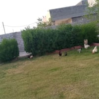 عندي ارض ٩٥٠ متر طابو صرف تحويل بأسم المشتري مباشر بيها بناء بيت ٢٠٠ م...