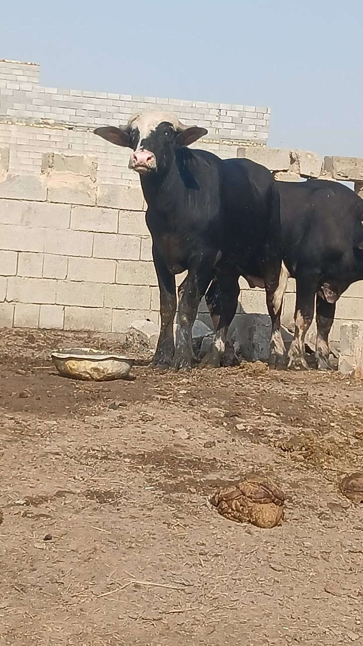 فحلين • فراتي • ميسان