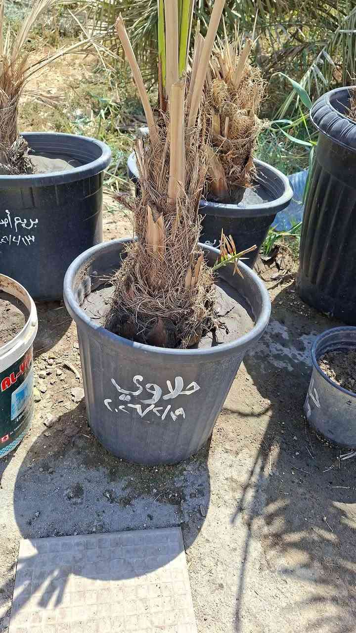 متوفر فسيل حلاوي حجم كبير مجذر عمر ٧ اشهر
و فسيلة خضراوية ضخمة جواها ١٠ فسائل مجذر عمر ٦ اشهر كله دفع سندانة و خضار جديد ، للبيع ثنينهن رايدهن ب٧٥ الف وبيهن مجال للشراي فقط ، مكاني بصرة قضاء ابو الخصيب وهذا رقمي
***********
