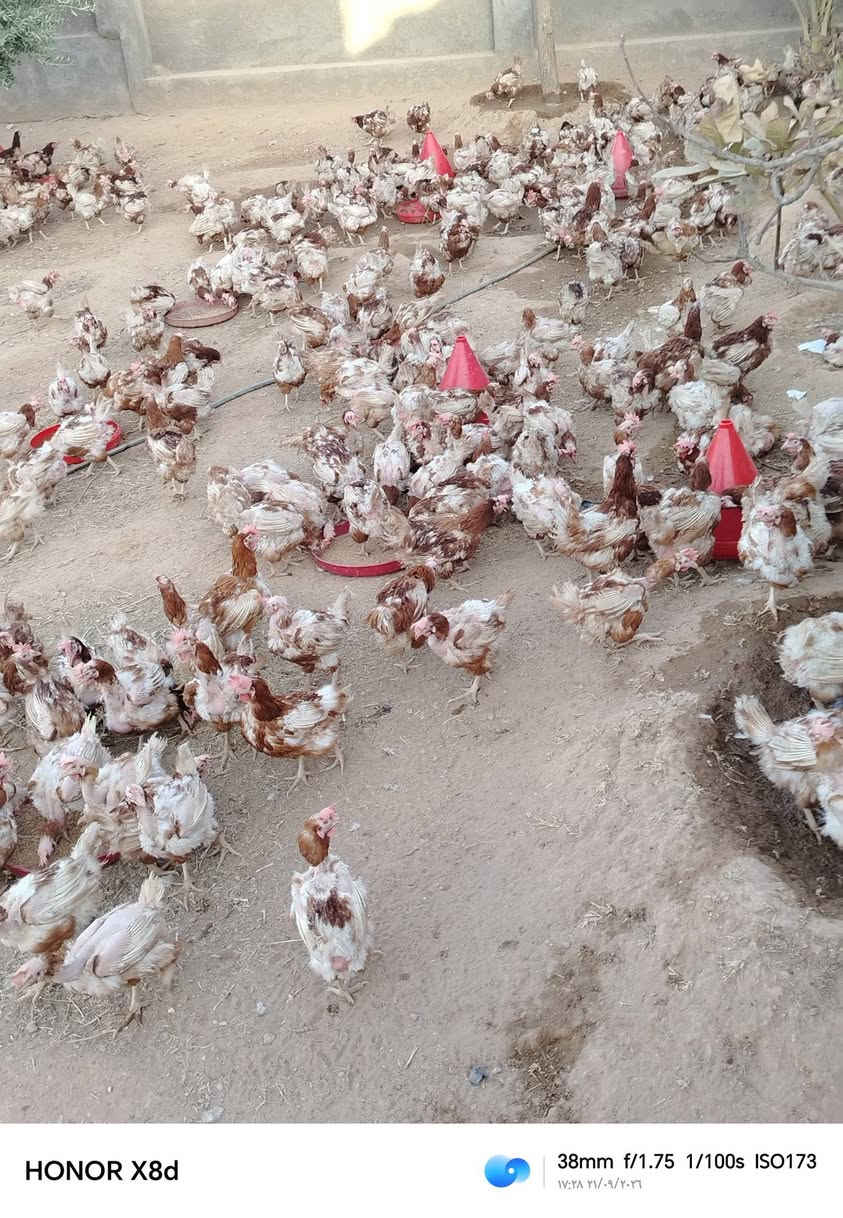 @إشارة دجاج احمر 
تريده بيض بياض
تريده لحم
اوزان/كيلوين كيلوين ونص
سعر دجاج 4000
العنوان حي امين و حي مؤمون 
التواصل***********

نص مكتوب في الصور:
- HONOR X8d 33mm f/1.75 1/100s ISO173 17:04 21/09/2026
- HONOR X8d 38mm f/1.75 1/100s ISO173 17:28 ٢١/٠٩/٢٠٢٦
- HONOR X8d 38mm f/1.75 1/100s ISO192 17:28 21/09/2026
- HONOR X8d 17mm f/2.2 1/216s ISO113 ١٧:٠٤ ٢١/٠٩/٢٠٢٦