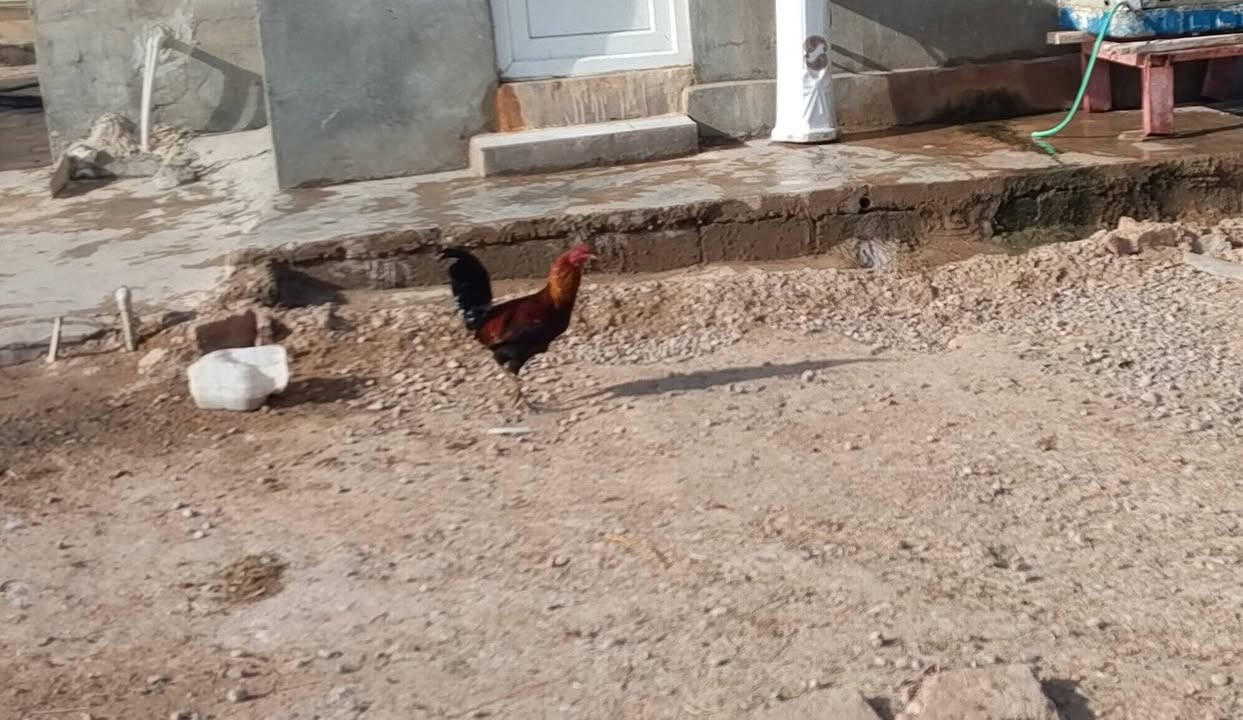 ديج • عدد ٢ • فيه مجال