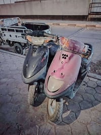 منغولي حمره • ١٥٠ • منغولي سوده فحل
