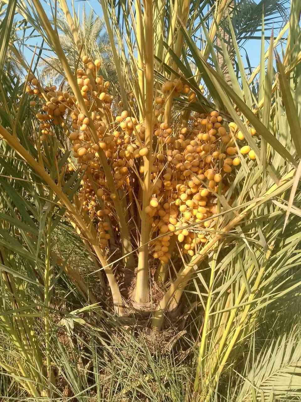 فسائل جوزي العدد 6 سعر الفسيل 40 الشلاع كدام المشتري السماوه اكو توصيل
***********
