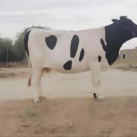 بقرة حامل ٦ أشهر • مكفولة • بابل الشوملي