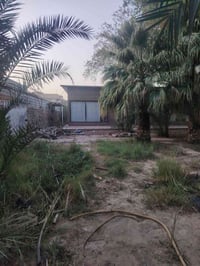 مزرعة • ١٣٣٥م • طابو