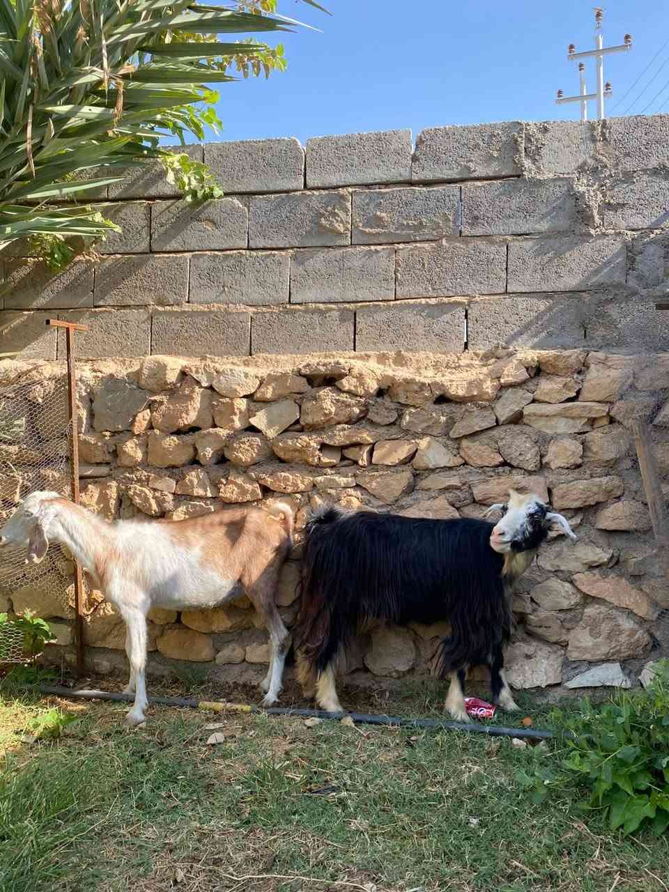 معز للبيع العدد ٤ فتايه محنيات نصاح سن وشطر السعر 400 الزوج العنوان الانبار قظاء حديثه
*********** اتصال فقط
***********  واتساب فقط
