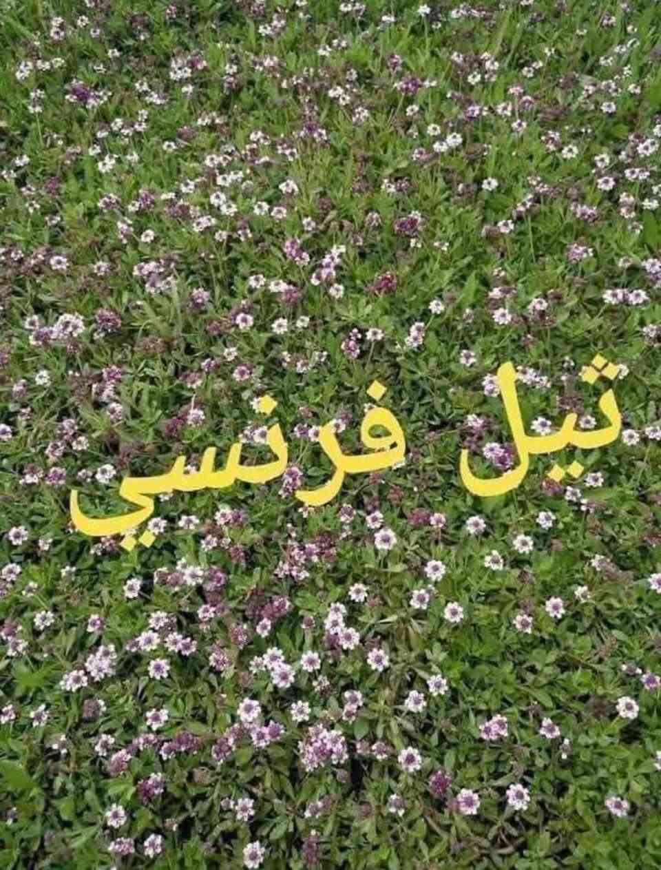#تخفيضات #تخفيضات (لفترة محدودة) والتوصيل مجاني

☘ثيل طبيعي نوعية ممتازة (هندي درجة اولى)🍀

🌳مناسب للاستخدام في ( المنازل🌳_ الحدائق🌳_ الملاعب🌳_ الدوائر🌿_المشاريع الاستثمارية ) 
 
متوفر لدينا كافة انواع الثيل الطبيعي💚

قدره تجهيز كميات كبيرة للمشاتل والملاعب
#نوعية ممتازة 
#هندي وجميع الانواع الاخرى
وبأسعار تنافسية 
لدينا كادر متخصص في زراعة الثيل بطريقة صحيحة وناجحة يجيك لباب بيتك

للطلب يرجى مراسله الصفحه او الاتصال على

***********اتصال او واتساب
