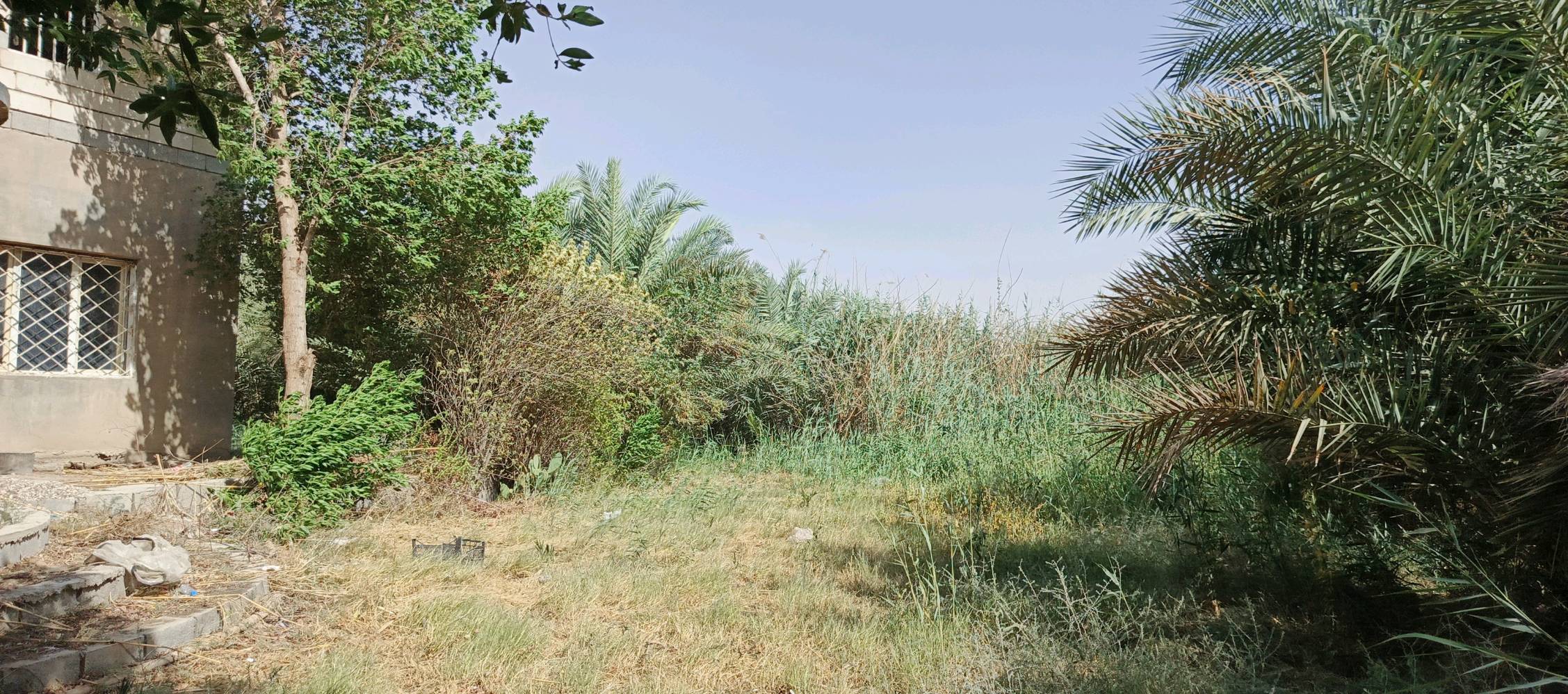بستان على شط العرب مساحته 5 دونم يحتوي على بيت الأرض مسيجه جزء منه بلوك والباقي بي ارسي
تحتوي على نخل متعدد النوعيات وسدر بأنواعه تحتوي على بحيرات سمك ومكان لتربيه الحيوانات ما تتأثر بالمد الملحي الأرض عله شط العرب مباشره طابو زراعي عنوانه النشوه قرب قرية سيد علي نور الأرض بيه ماي وكهرباء وتبليط عن قريب سعر 250 مليون