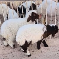 طليان • مستورد • الغزالية