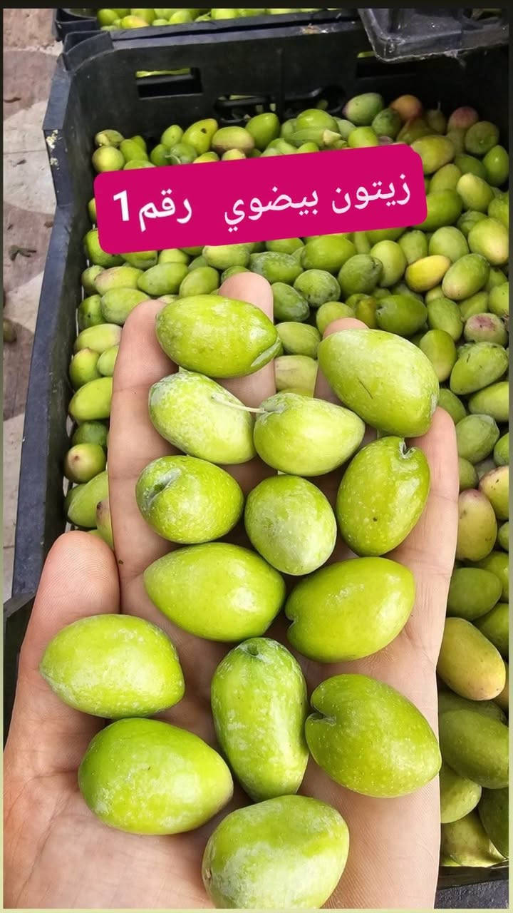 معميلنه الغالين 
الي موصيني على #زيتون هسه وصل 
حوش العصر شرط لكط وحده وحده 
هواي موصيني الأولويه للي يجي وبعدها للي يتصل 
تكريت القادسيه شارع البلاج قرب الصيدليه العالميه 
يتوفر توصيل ***********

نص مكتوب في الصور:
- زيتون تفاحي خشن
- زيتون بيضوي رقم 1