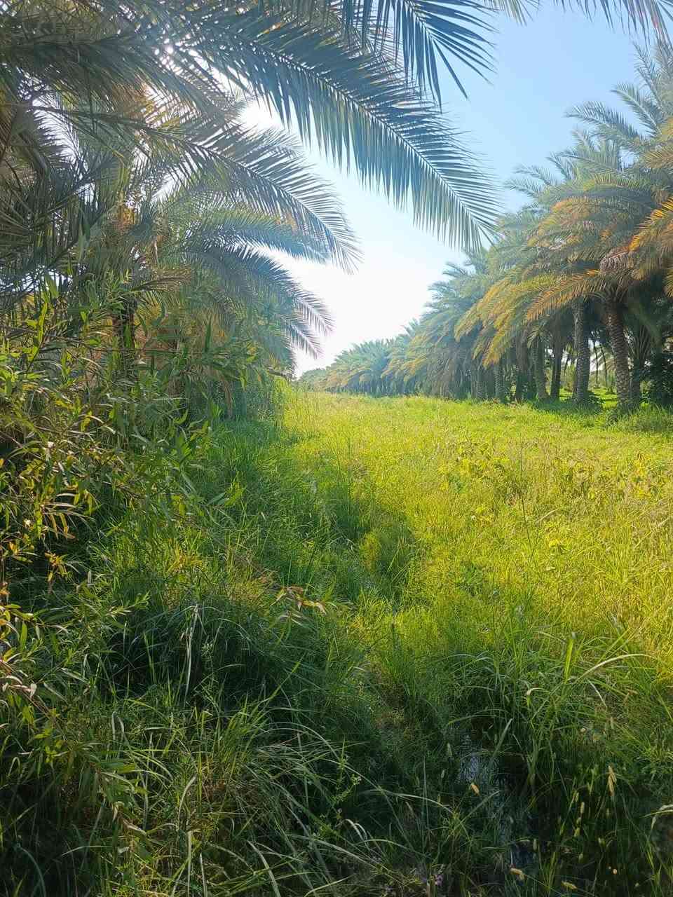 .ياالله.. دونم للبيع.. سند25 طويريج حي المستقبل.. كاافه الخدمات.. ماء كهرباء.. مداور أسهم. للتواصل باقي المعلومات..(***********)////...او مراجعة المكتب مكتب المهندس للعقار طويريج حي الجمعيه
