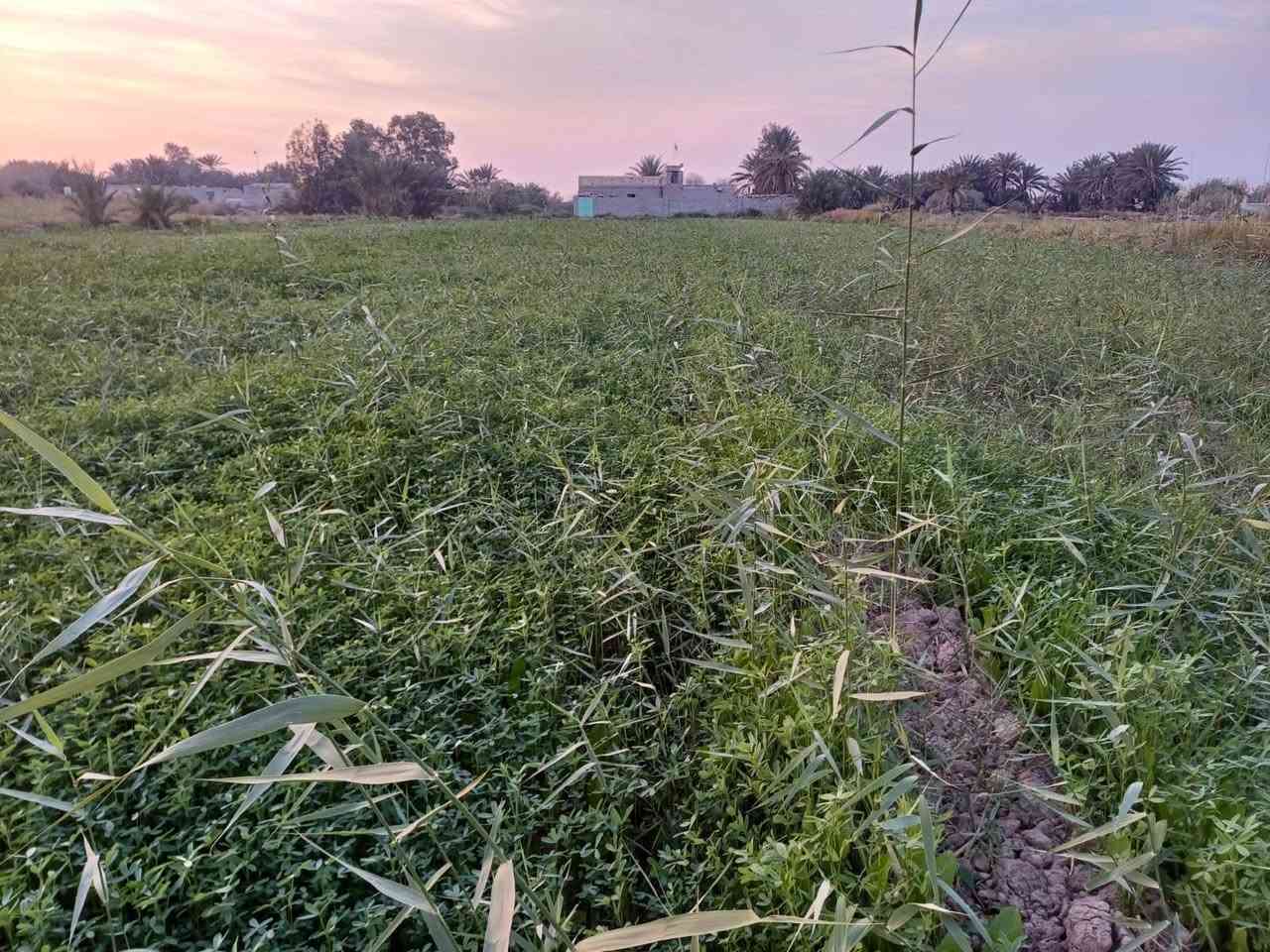 بسم لله الرحمن الرحيم 
گاع للبيع سبعه دونم + بيت يتكون من غرفتين وصاله ومطبخ واستقبال  + بستان  + محصار حلال  البيت جاهز للسكن في ذي قار قضاء الشطره  البدعة  طريق ال سيد حمد ( منطقة ال حشيش )قرب مدرسة الخمائل الابتدائية  السعر 45 
للاستفسار الاتصال على الرقم (( *********** )) 
غير متواجد على الفيس بوك
