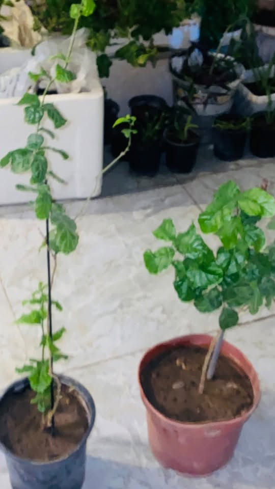 رازقي عطري وزهري الاثنين ب10الف
الوفيرا السندانه الواحده ب5الف والصغار ب٣الف عددهم 6

سجاد كبير10الف 

اغاف ب3الف 

عنب ب5الف

كلهن ب40الف عدد 11سندانه 

***********
