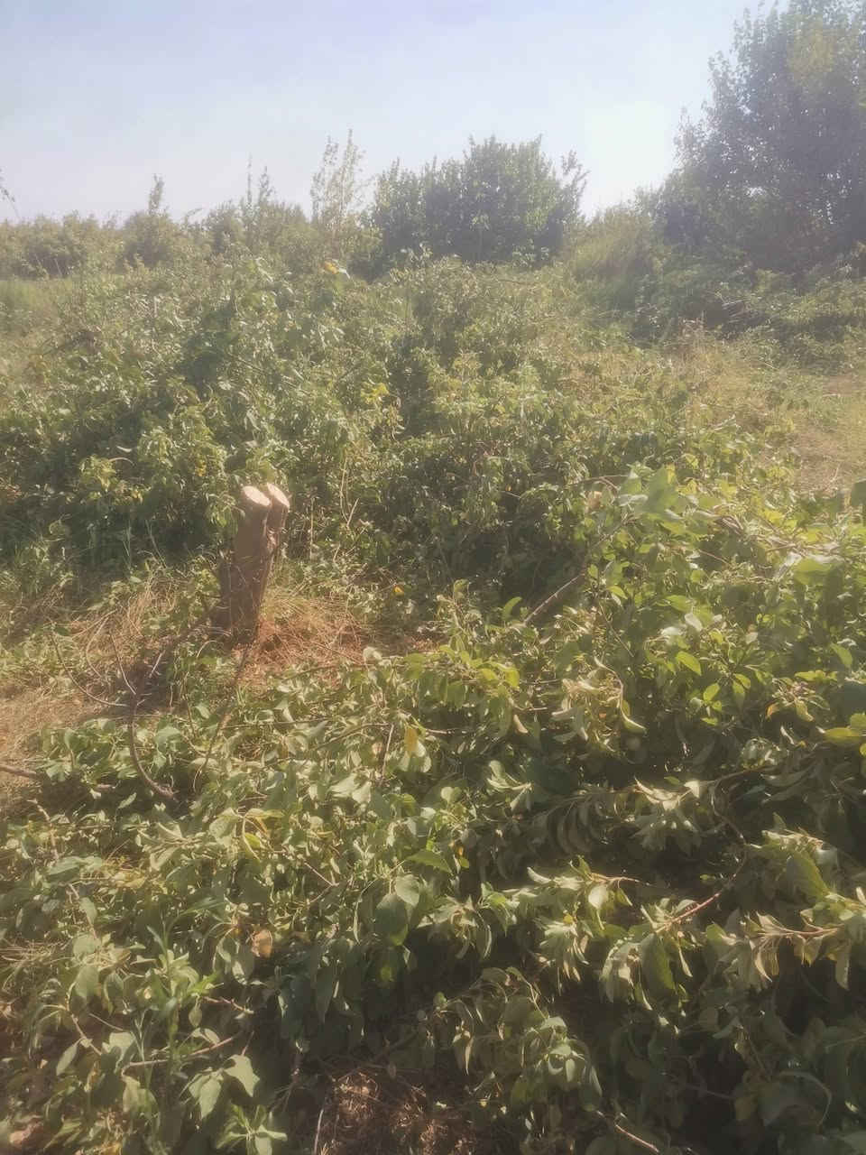 السلام عليكم حطب ناعم ابلاش بيه اکثر من 20 حمل الي يريد يجي يحمل وياخذ ابلاش
***********
