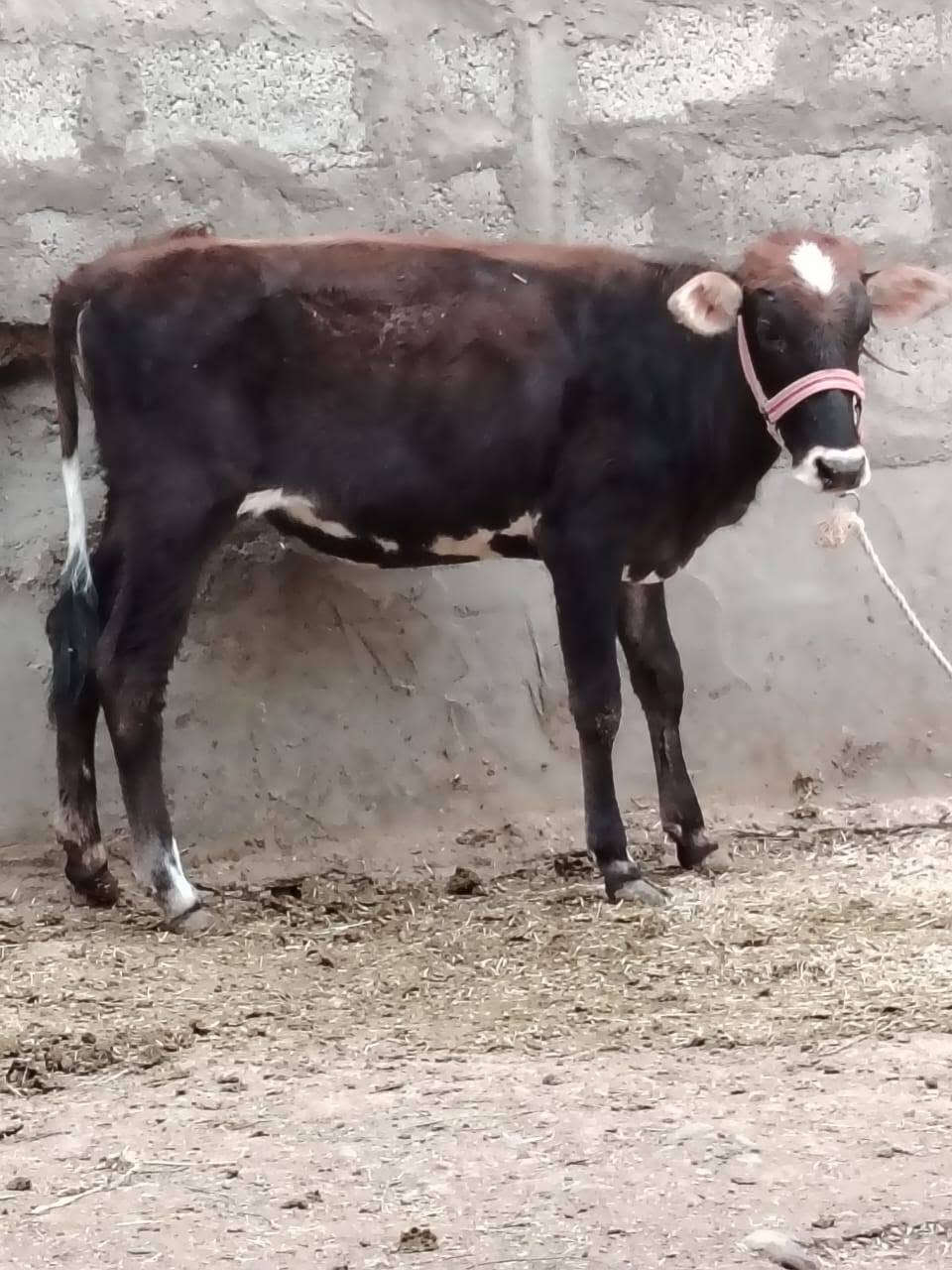 جوز حوليات • ٦ أشهر • ٥ أشهر