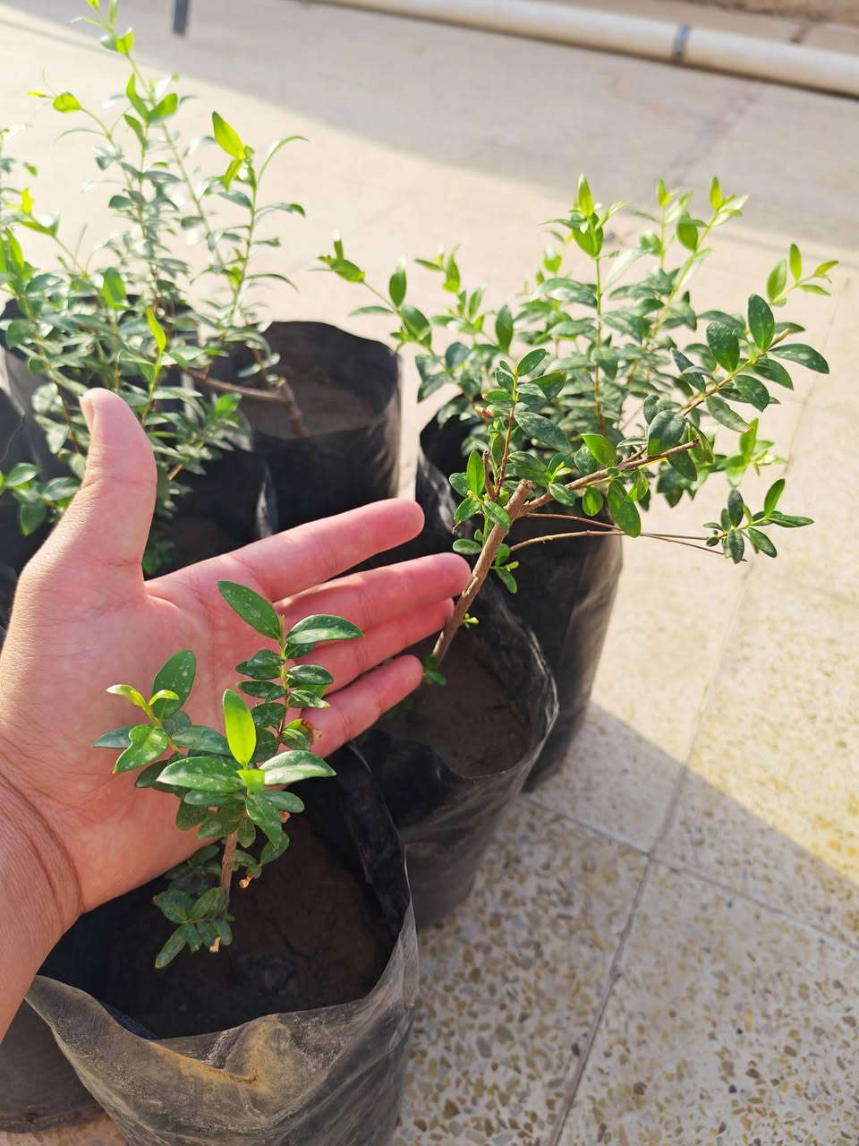 بيزيا ١٨ • آس عطري ٩ • ٤٠سم
